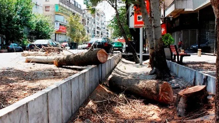 چه کسانی درختان تهران را قطع می‌کنند؟