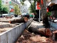 چه کسانی درختان تهران را قطع می‌کنند؟